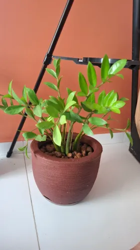 Zamioculca no vaso