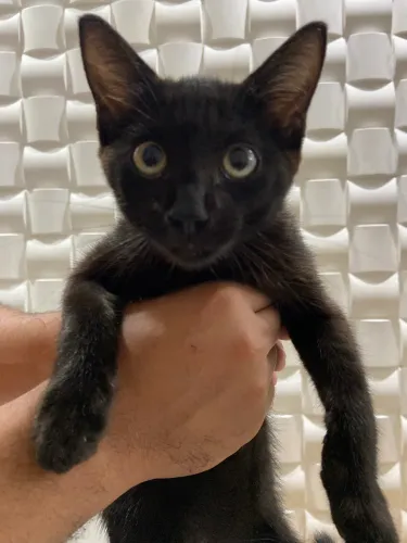 DOAÇÃO DE GATO FILHOTE 