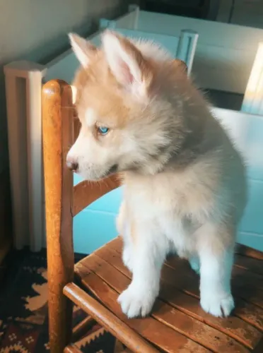 Filhotes de Husky Siberiano | Um amigo cheio de ternura.