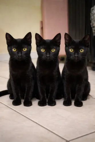 Gatos castrado adoção 