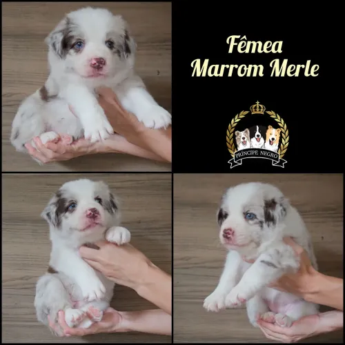 Filhote de Border Collie 