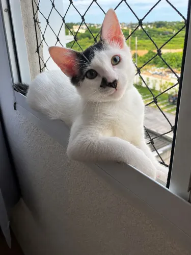 Gato para adoção 3 meses