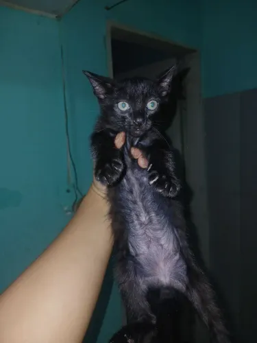 GATOS PARA DOAÇÃO 