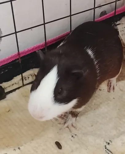 Porquinho da índia