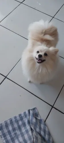 Vendo uma linda Split alemão 10 meses