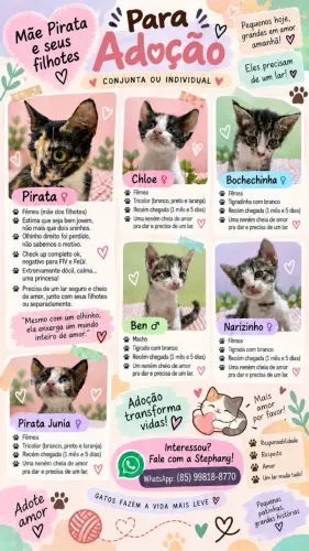 Gatos