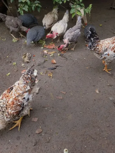 Galos caipira