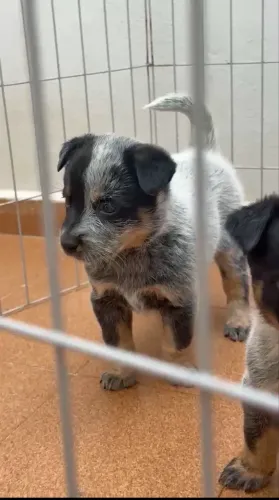 Fêmeas de Blue heeler