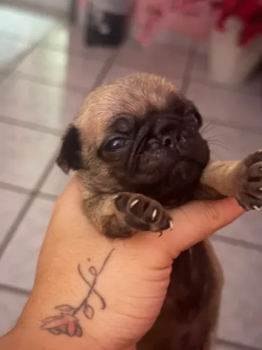 Cachorro pug