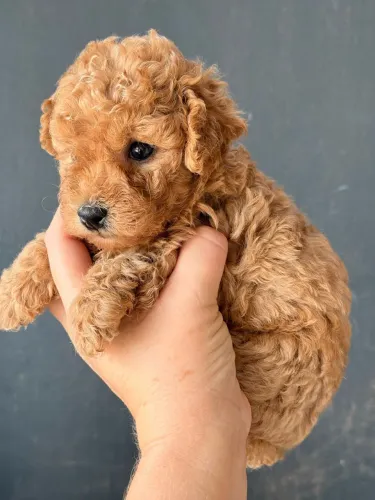 Poodle Toy Preto , Red e Fulvo 