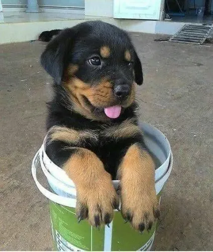 Rottweiler grandão só na aparência