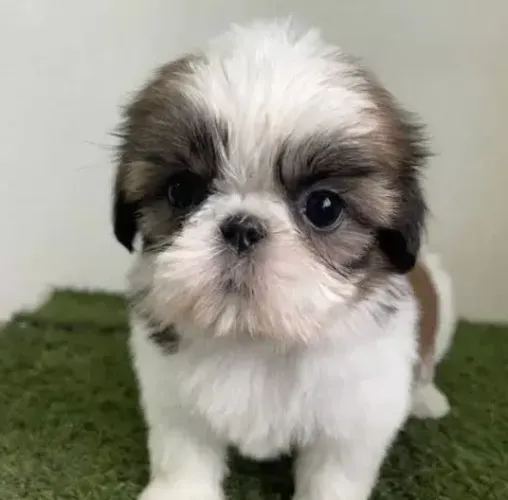 Doação de Shih Tzu