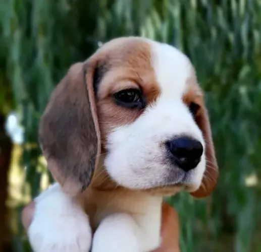 Filhotes de Beagle | Mais alegria para seus dias com esse filhote.