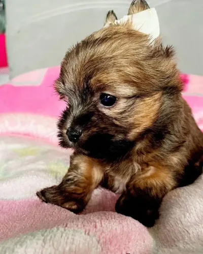 Yorkshire Mini fêmeas disponíveis 