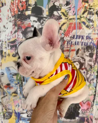 Buldogue Francês filhote macho