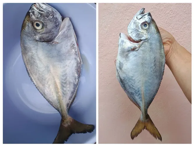 Peixe Xeréu pescado em alto mar