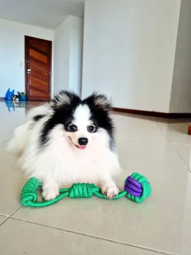 Spitz alemão para cruzar