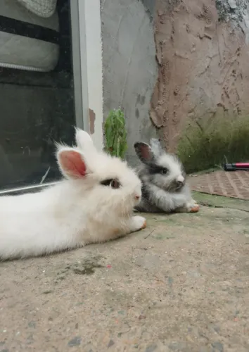 Coelhos