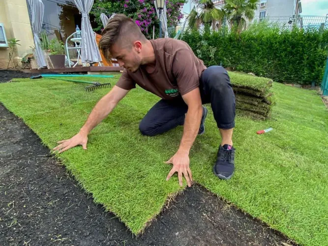 Grama  esmeralda em placas para seu jardim