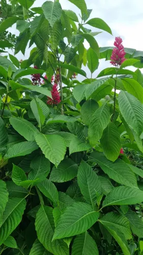 Terra Verde Litoral - Viveiro de Plantas e Paisagismo