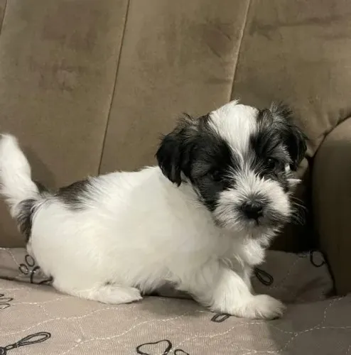 Lhasa Apso Pequeno com estrutura equilibrada e linhagem premium