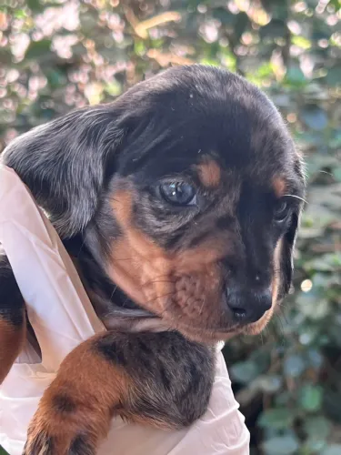 Basset (Teckel) dachshund