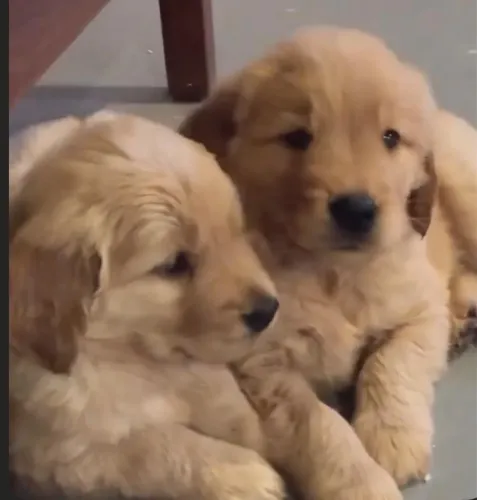 Golden retriever longilíneo