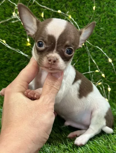 Chihuahua Pêlo curto menino - Chocolate e branco.