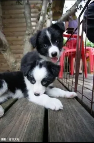 Filhote Border collie, Pequenos, brincalhões e prontos para te conquistar!