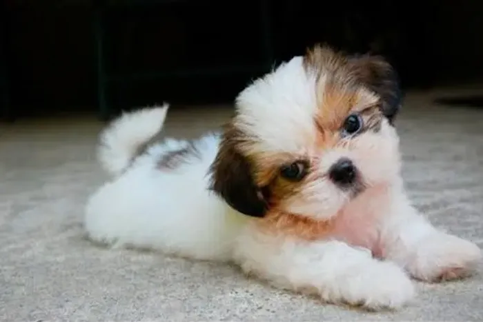 Shih Tzu Charmoso e Carinhoso