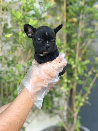 Filhotes de Bulldog Francês - Dóceis, Inteligentes e Companheiros