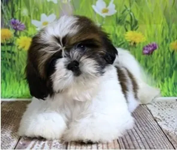 Shih-Tzu Fêmea Cream: Fofura em Forma de Filhote!