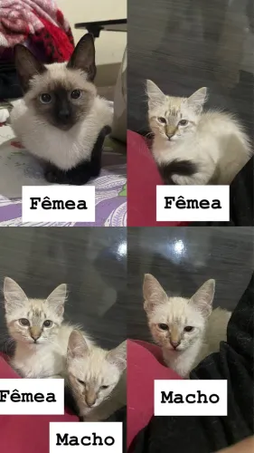 Doação de Filhote de Gato