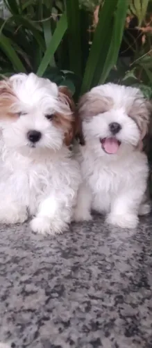 Macho Lhasa Apso excelente linhagem 