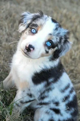 Border collie blue Merle fêmea 