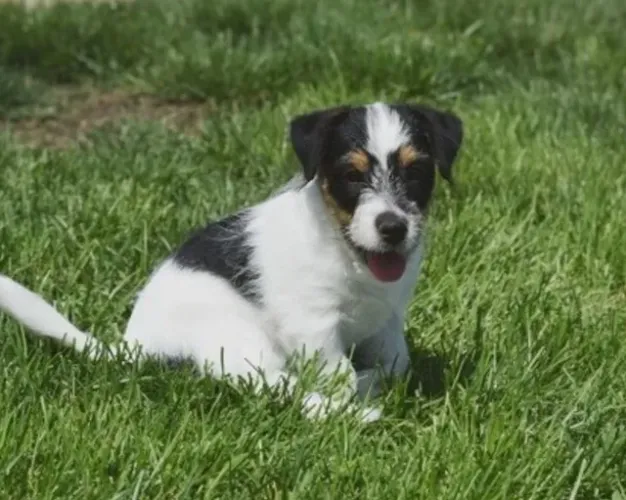 Jack Russell Terrier com Pelagem Quebrada - Cão Inteligente, Ágil e Companheiro Leal!