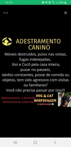 Adestramento de Cães 