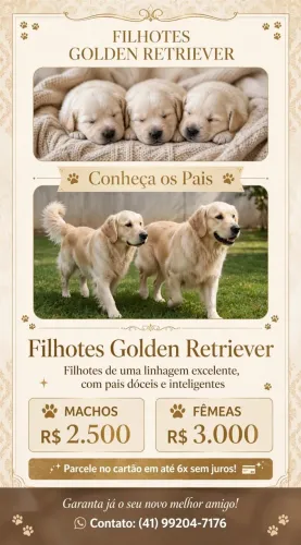 Lindos filhotes de Golden Retriever