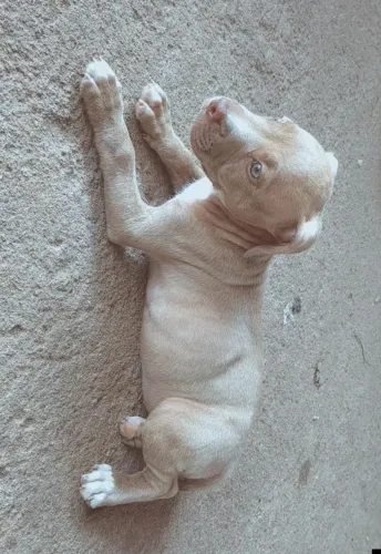 Pitbull filhote fêmea disponível
