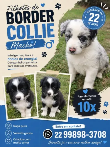 Filhote de Border Collie macho