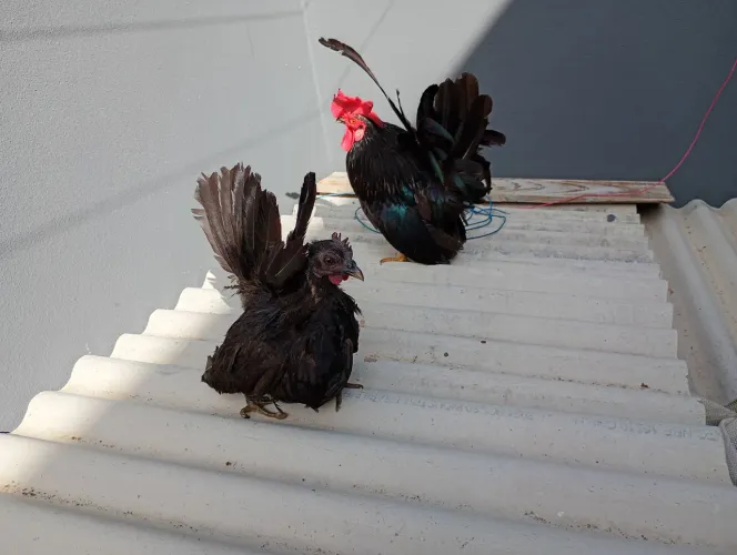 Casal de ganize nagazaki black 