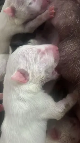 Bull Terrier MINIATURA x Bull Terrier Standard