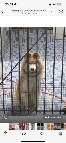 Doa se dois cachorros de 1 ano e meio um da raça husky e outro caramelo