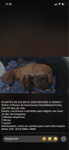 Filhote de cachorro salsicha