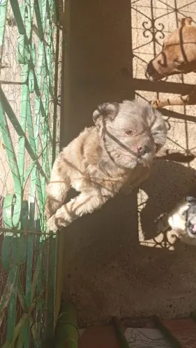 DOAÇÃO DE SHITZU, CASAL