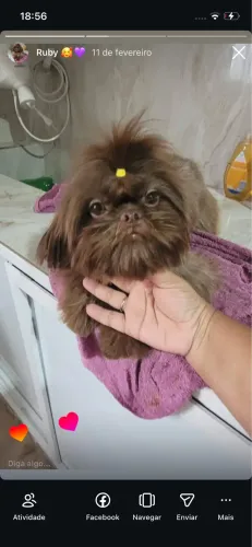 Shih tzu femea 3 anos vacinada