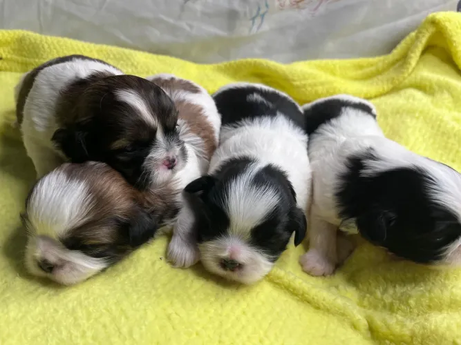 Shih Tzu Machos Promoção
