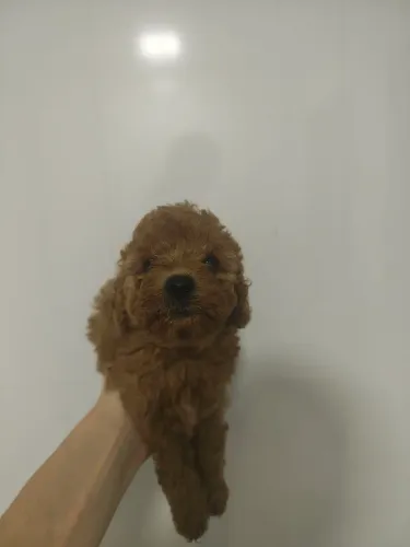 Lindo filhote de Cavapoo macho cor Red