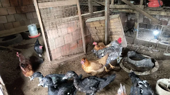 Patos machos e femeas