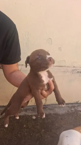 Vendo filhote fêmea de Pitbull